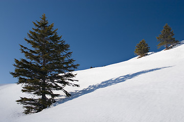 Image showing trees and shadows