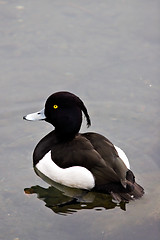 Image showing Yellow eyed bird