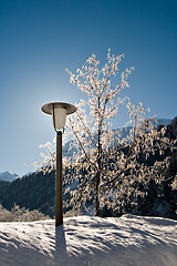 Image showing Lamp Post and Tree