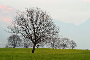 Image showing Trees on Grass Field