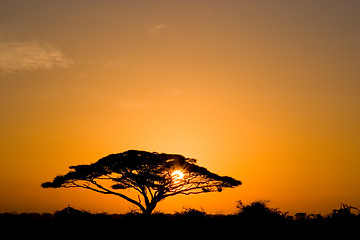 Image showing Acacia Tree at Sunrise