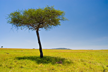 Image showing African Scene