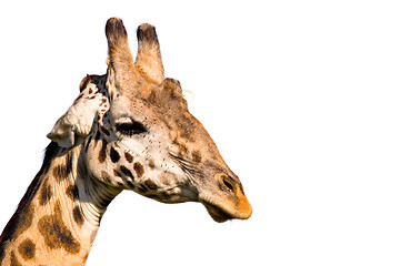Image showing Giraffe Profile