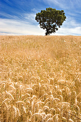 Image showing Tree on Golden Field