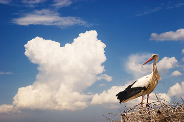 Image showing White Stork