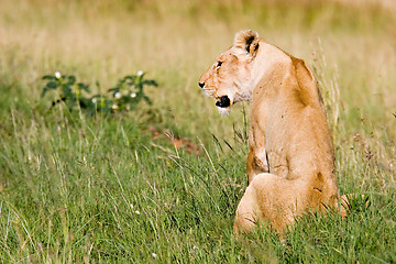 Image showing Lioness on Grassland