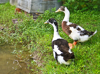 Image showing Colourful duck.