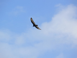 Image showing Floating in the Sky bird.