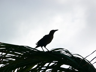 Image showing Bird on a branch.