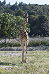 Image showing Giraffe