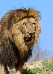 Image showing The Lion King