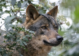 Image showing Iberian wolf