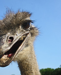 Image showing Mimicry is an ostrich.