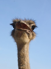 Image showing Sociable ostrich.