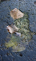 Image showing Autumn landscape. Îñåííèèé ïåéçàæ.