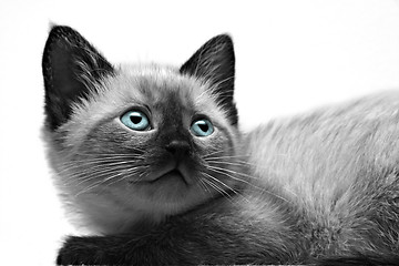 Image showing Kitten Close-up