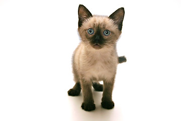 Image showing Small Kitten