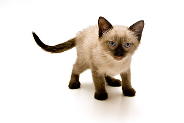 Image showing Small Kitten