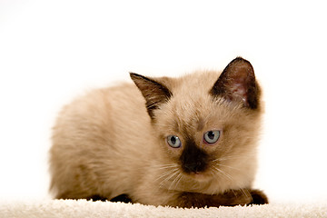 Image showing Small Kitten