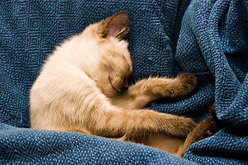 Image showing Baby Kitten Sleeping