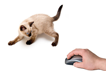 Image showing Cat and Mouse