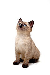 Image showing Baby Siamese Kitten