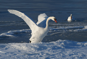 Image showing White swan 