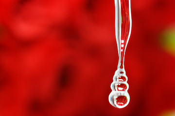 Image showing Rose Drop