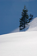 Image showing Tree in Snow