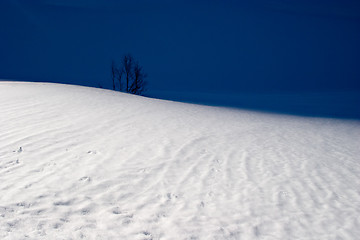 Image showing Alone in Snow