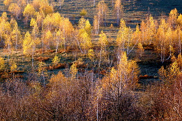 Image showing autumn birches