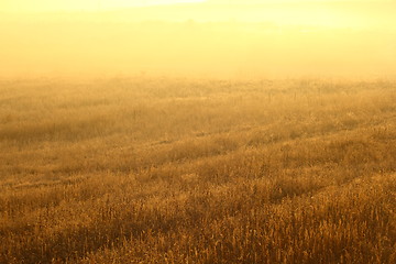 Image showing colors of morning in the field