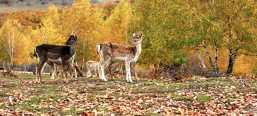 Image showing fallow deer herd in autumn