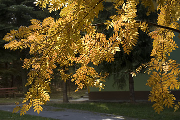 Image showing Autumn