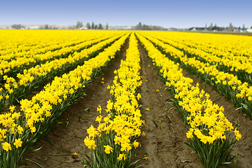 Image showing Yellow daffodils