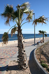 Image showing Promenade in Mil Palmeras, Spain 