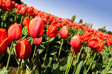 Image showing Red tulips