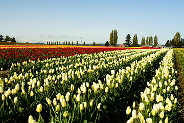 Image showing Tulip field