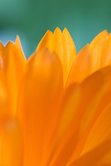Image showing Petals of orange flower(Calendula) macro