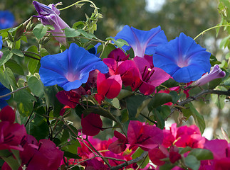 Image showing Climbers