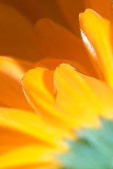 Image showing Petals of orange flower(Calendula) macro