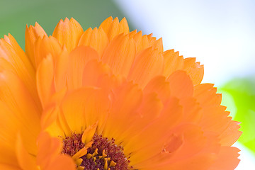 Image showing Orange flower(Calendula) macro