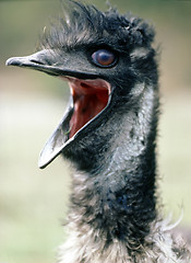 Image showing Emu