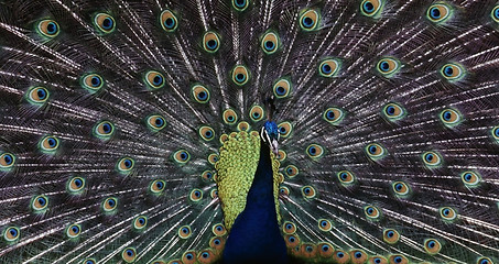 Image showing Peacock