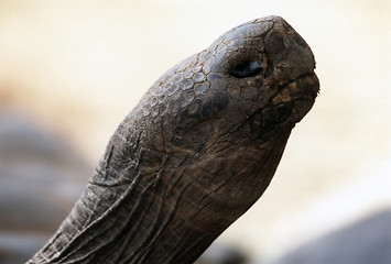 Image showing Galapagos Tortois