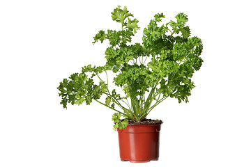 Image showing parsley herb plant growing in the  pot