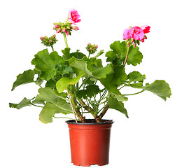 Image showing Pink geraniums in a pot