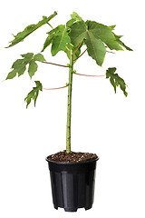 Image showing Young papaya tree in the plastic pot 