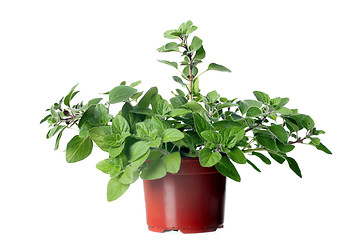 Image showing Oregano herb plant growing in the  pot