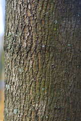 Image showing bark